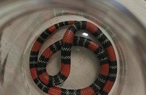 Criança de 1 ano e sete meses é picada ao brincar com cobra coral