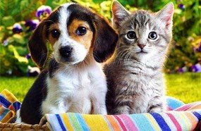 Jaborá: Lei prevê eutanásia de animais se não forem adotados em sete dias
