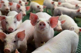 Queda de preços massacra a suinocultura catarinense
