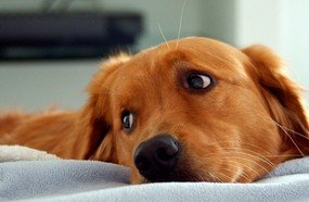 Casal entra na Justiça para brigar por partilha de cães