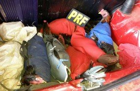 PRF apreende galos de rinha em veículo na BR-153