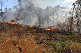 Incêndio de grandes proporções atinge reflorestamento