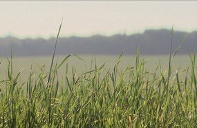 Estiagem deixa agricultura de Santa Catarina em alerta