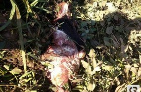 Animal é encontrado abatido no interior de Herval d´Oeste