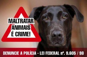 Denunciado homem que mantinha cães de caça em situação precária