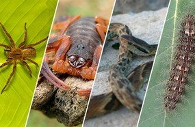 Saúde orienta como evitar acidentes com animais peçonhentos