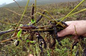Chuvas: perdas na agricultura podem chegar a R$ 20 milhões