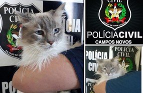 Polícia recupera gato angorá furtado de Pet Shop