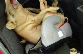 Motorista bêbado transportava porco em cadeirinha de bebê