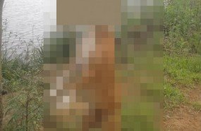 Homem enforca cachorro no interior de Concórdia