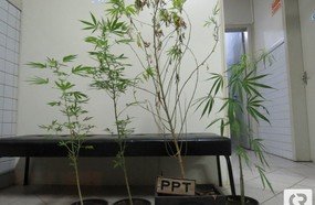 PPT localiza quatro pés de maconha no interior de Herval