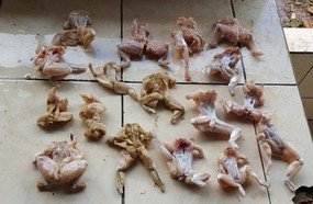 Polícia Ambiental apreende animais silvestres abatidos em Ibicaré