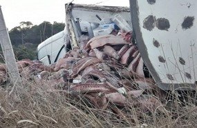 Populares tentam saquear carne de caminhão que tombou na SC-135