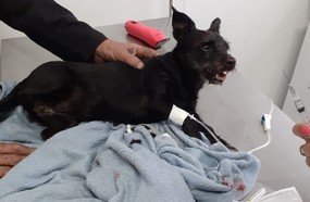 Homem é detido após agredir cadela em Ponte Serrada