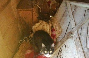 Maus tratos: animais estavam amarrados, sem água e comida