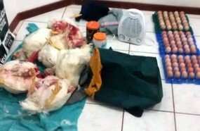 Polícia Militar surpreende ladrões de galinha em Campos Novos
