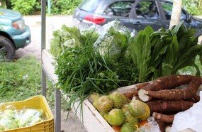 Santa Catarina cria lei de Incentivo às Feiras de Produtos Orgânicos
