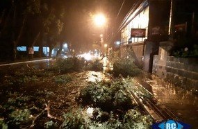 Temporal causa quedas de árvores em Capinzal e Ouro