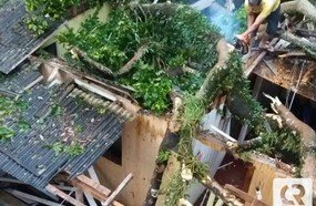 Vento derruba árvore sobre residência em Herval d´Oeste