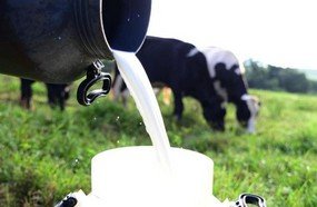 SC conquista a quarta posição na produção de leite do país