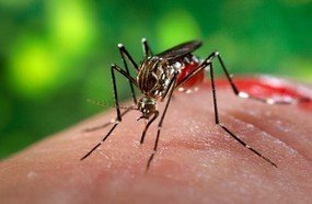 Larvas do Aedes aegypti são encontradas no centro de Herval