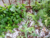 Chuva de granizo registrada no interior de Ibicaré