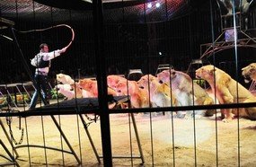 Santa Catarina proíbe uso de animais em espetáculos de circo