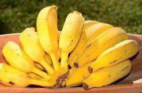 Epagri é premiada por produção de banana orgânica