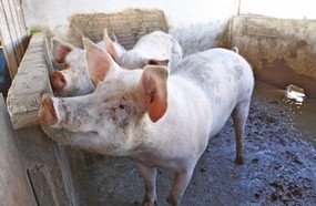 Mantida redução do ICMS para produtores de suínos, erva-mate e alho
