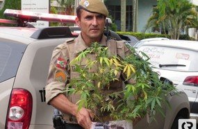 PPT encontra pé de maconha no bairro Clara Adélia em Joaçaba