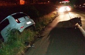 Cavalo morre atropelado na BR-282, em Ponte Serrada