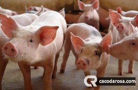 Fim do impasse: municípios vão licenciar suinocultura e avicultura