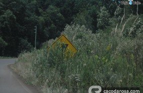 Mato esconde sinalização na SC 303 entre Capinzal e Piratuba 