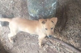 Animais são abandonados à própria sorte na rodovia em Lacerdópolis 