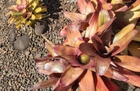 Focos do Aedes Aegypti encontrados em bromélias em Joaçaba