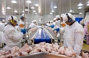Santa Catarina amplia em 34% as exportações de carne de frango 