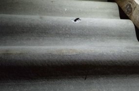 Homem atira contra residência após atropelar cachorro na rua 