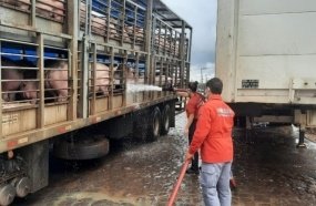 Suínos morrem em carreta que apresentou problemas mecânicos 