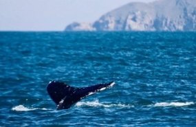 Temperatura do mar pode ter atraído baleias ao litoral catarinense