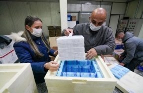 Estado inicia a distribuição das novas doses da vacina 
