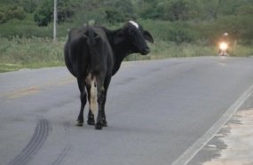 Dono de vaca que causou acidente fatal terá que indenizar família