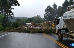 Queda de árvore interrompe trânsito na SC-467
