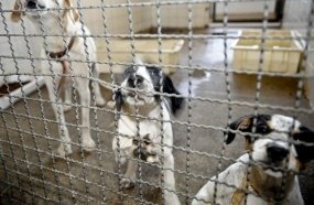 Bolsonaro sanciona lei que proíbe eutanásia de cães e gatos de rua