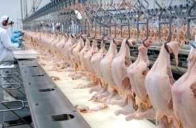 Exportações de carne de frango crescem 57,5% em outubro