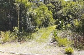 Idoso morre após ser atingido por árvore que cortava 
