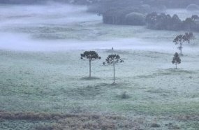 Dezembro começa frio e com geada na Serra Catarinense