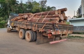 Polícia Rodoviária flagra transporte ilegal de araucária 