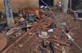 Mulher é presa em flagrante por maus-tratos a animais 