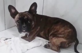 Buldogue deixada trancada em carro será encaminha a ONG local 