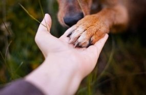 Joaçaba abre edital de repasse de recursos para ONG de proteção animal
